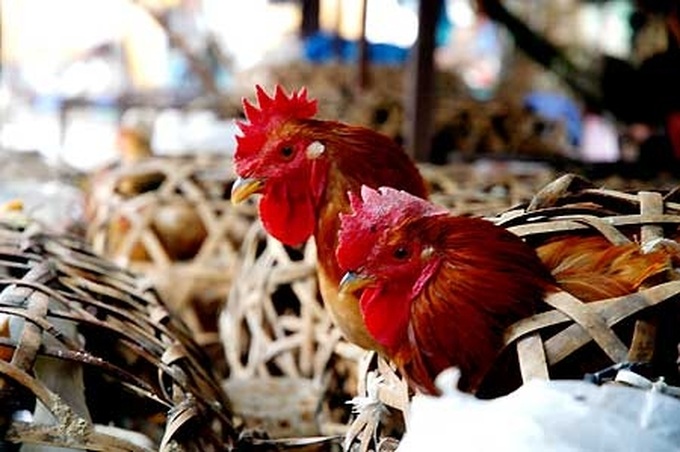 Bac Ninh declares bird flu epidemic - 1