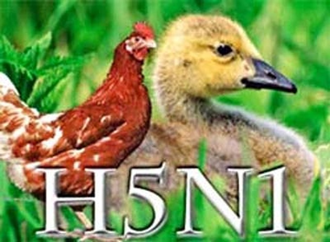 Fears spread as bird flu virus continues to mutate - 1