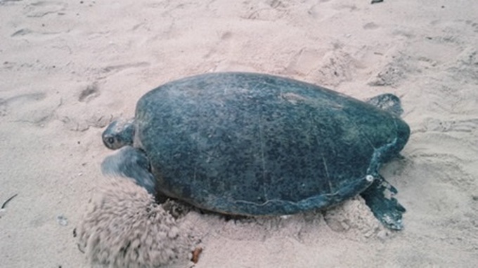 National park's tortoise protection programme is a success - 1