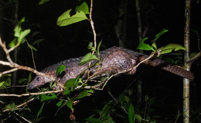 Over 60 critical endangered pangolins saved - 1