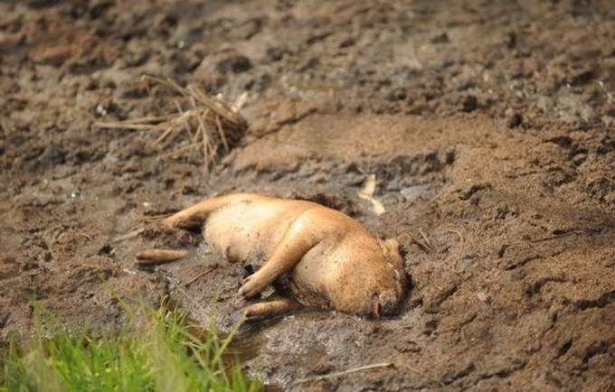 Dead pigs in China river exceed 13,000: media - 1