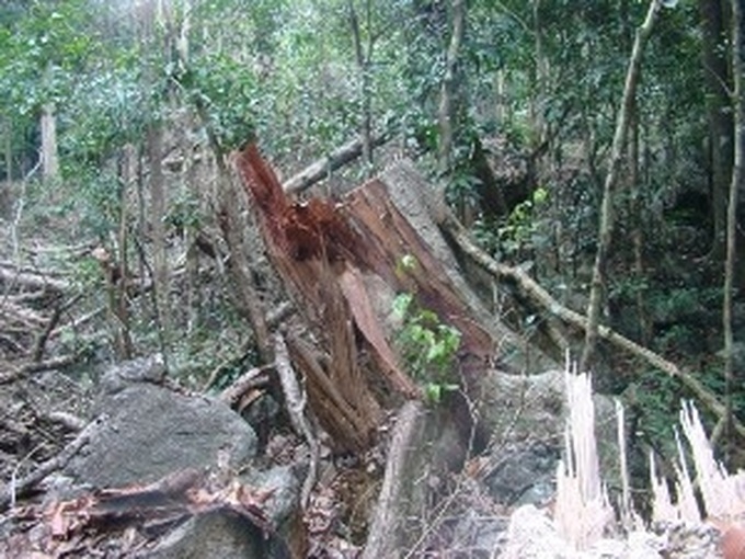 Citizen to play role in forest protection - 1 Citizen to play role in forest protection - 1