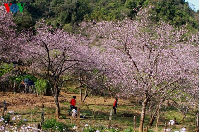 Forest peach flowers blossom late - 2