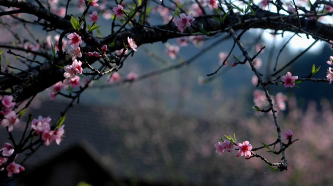 Forest peach flowers blossom late - 3