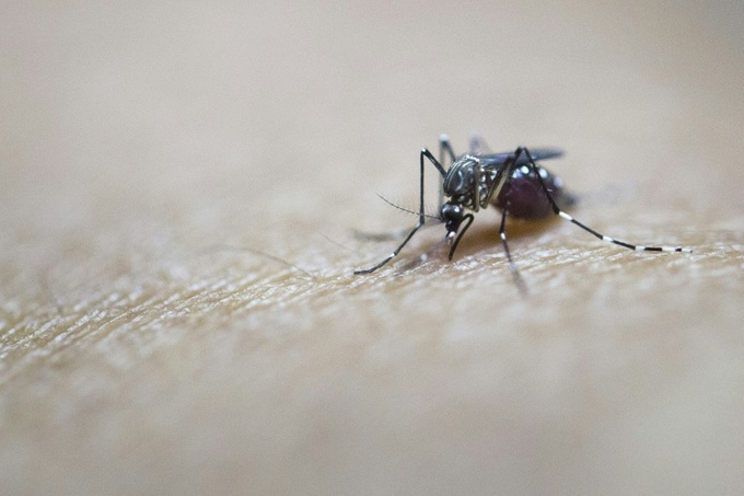 West Nile fever outbreak claims three lives in northeast Italy - 1