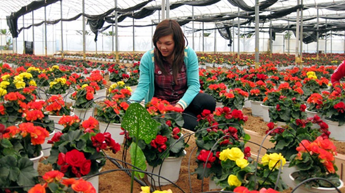 Da Lat prepares for flower festival - 1