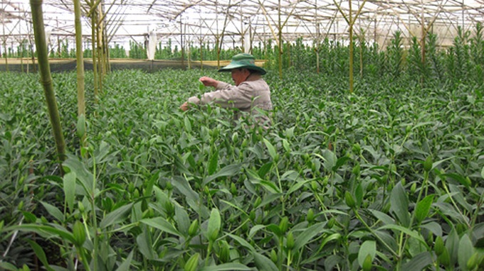 Da Lat prepares for flower festival - 2