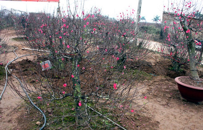 Nhat Tan peach village sees good crop, but lower prices - 1