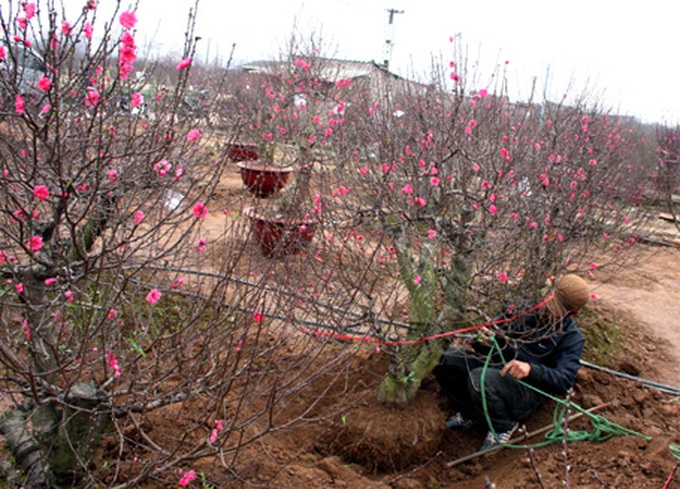 Nhat Tan peach village sees good crop, but lower prices - 3