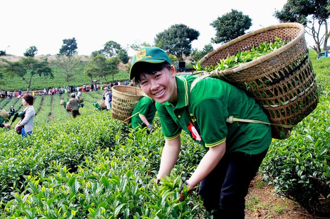 Tea culture to be promoted at Da Lat Flower Festival - 1