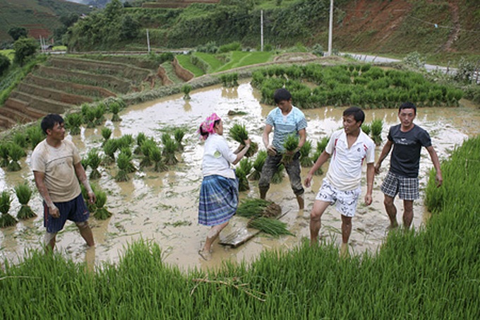 Life on the terraced mountain of Khau Pha - 3