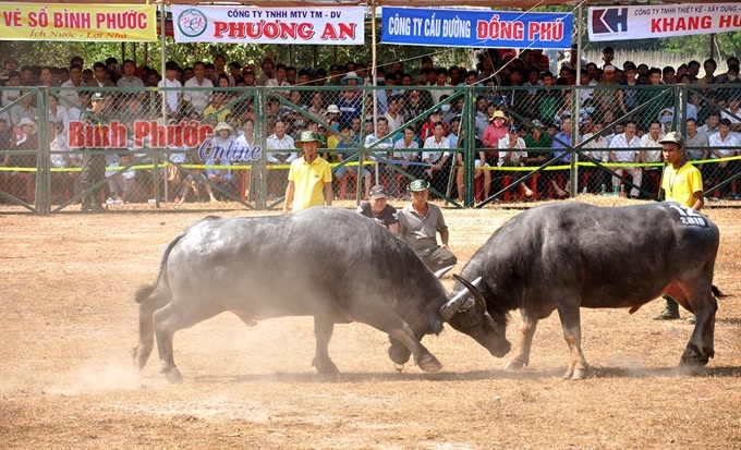 Province seeks recognition for buffalo-fighting - 1