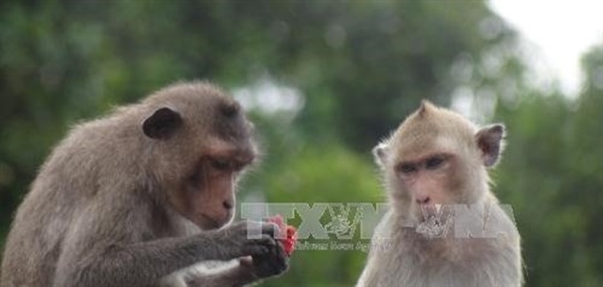 Sóc Trăng to feature macaques as tourist draw - 1 Sóc Trăng to feature macaques as tourist draw - 1