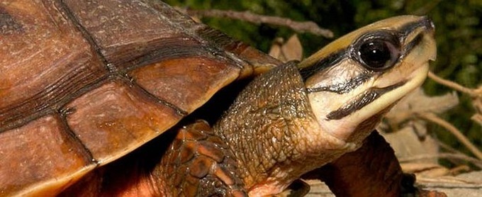Three-striped box turtles a precious commodity in Vietnam - 1 Three-striped box turtles a precious commodity in Vietnam - 1