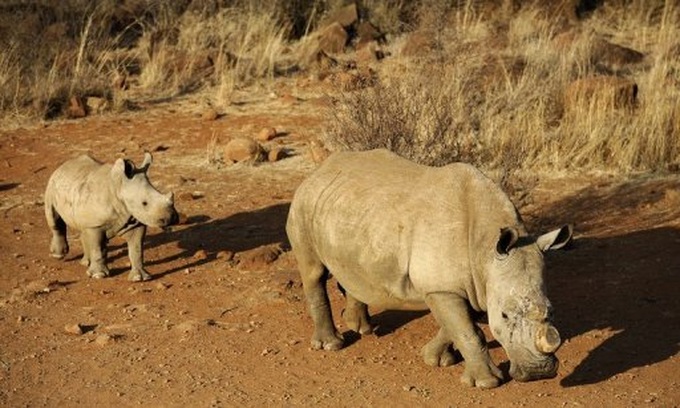 Over 500 rhinos poached in South Africa this year - 1