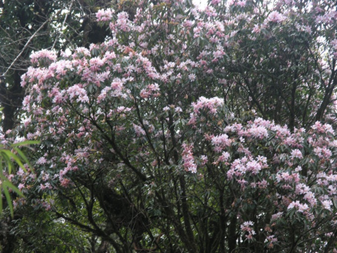 Rhododendrons blossom in Hoang Lien Mountains - 1 Rhododendrons blossom in Hoang Lien Mountains - 1