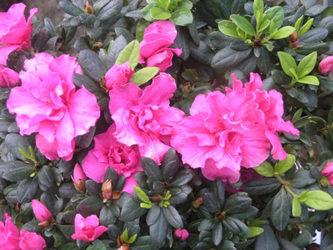 Rhododendrons blossom in Hoang Lien Mountains - 4 Rhododendrons blossom in Hoang Lien Mountains - 4