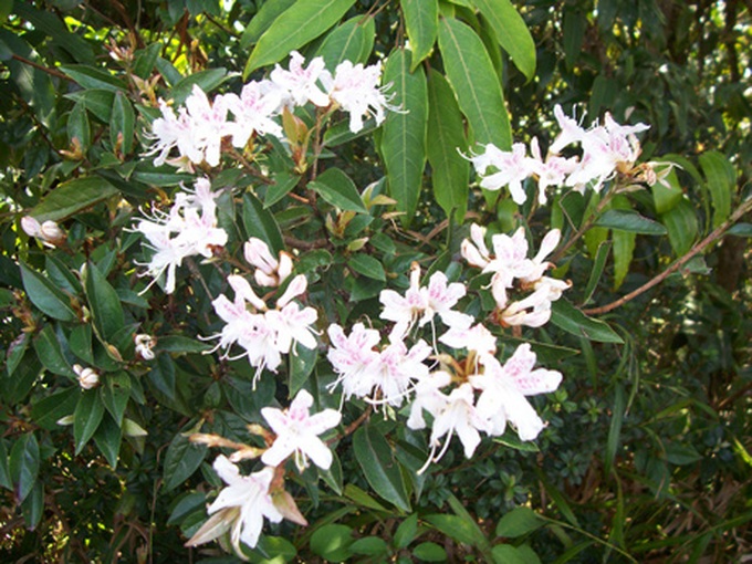 Rhododendrons blossom in Hoang Lien Mountains - 5 Rhododendrons blossom in Hoang Lien Mountains - 5