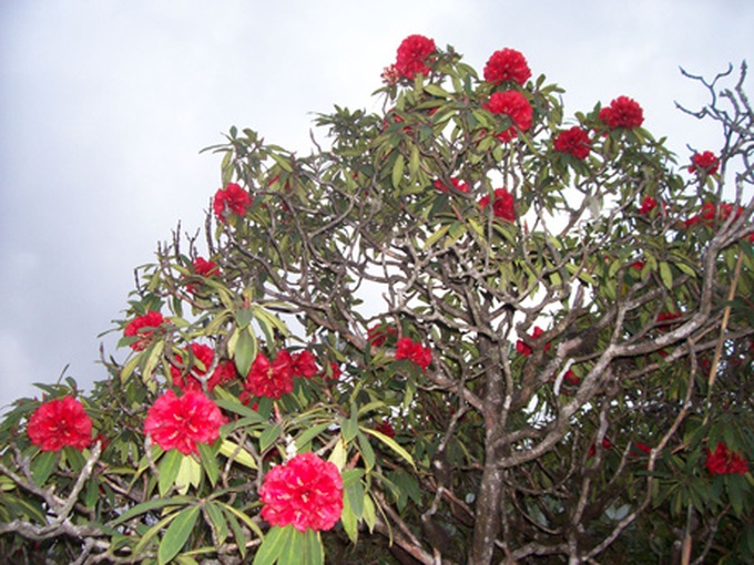 Rhododendrons blossom in Hoang Lien Mountains - 6 Rhododendrons blossom in Hoang Lien Mountains - 6
