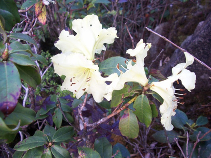 Rhododendrons blossom in Hoang Lien Mountains - 7 Rhododendrons blossom in Hoang Lien Mountains - 7