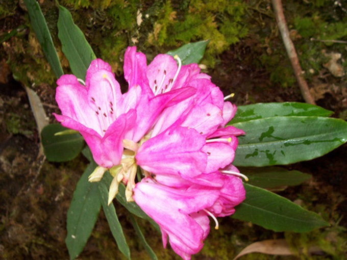 Rhododendrons blossom in Hoang Lien Mountains - 9 Rhododendrons blossom in Hoang Lien Mountains - 9