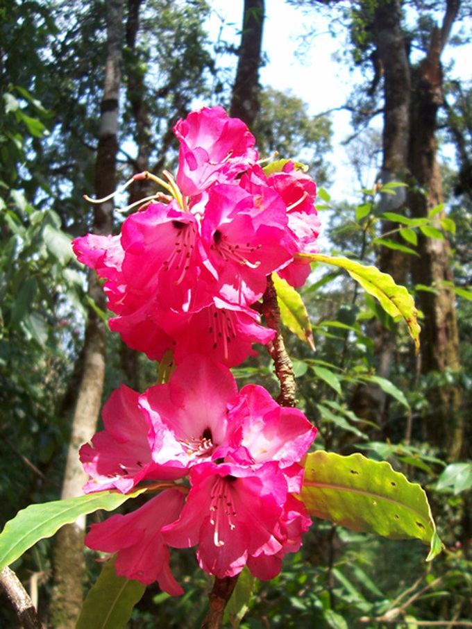 Rhododendrons blossom in Hoang Lien Mountains - 10 Rhododendrons blossom in Hoang Lien Mountains - 10