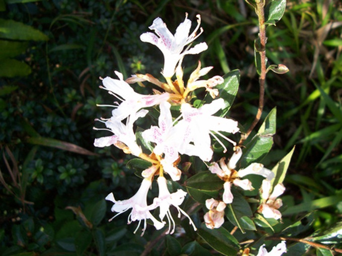 Rhododendrons blossom in Hoang Lien Mountains - 11 Rhododendrons blossom in Hoang Lien Mountains - 11