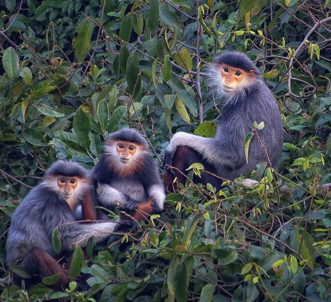 Rare douc population found in Huế - 1 Rare douc population found in Huế - 1