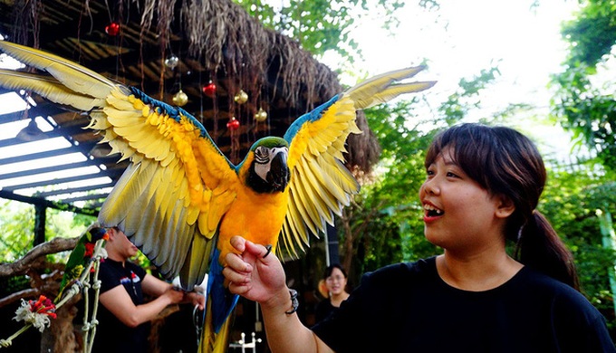 HCM City's unique parrot cafe - 6 HCM City's unique parrot cafe - 6