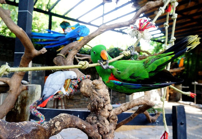 HCM City's unique parrot cafe - 4 HCM City's unique parrot cafe - 4