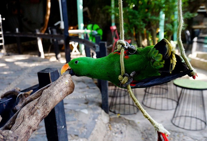 HCM City's unique parrot cafe - 3 HCM City's unique parrot cafe - 3