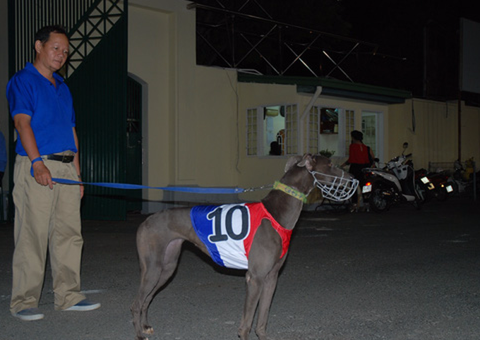 Dog races in Vung Tau City - 3 Dog races in Vung Tau City - 3