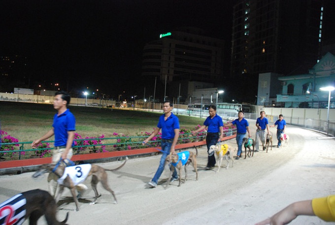 Dog races in Vung Tau City - 1 Dog races in Vung Tau City - 1