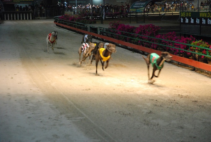 Dog races in Vung Tau City - 5 Dog races in Vung Tau City - 5