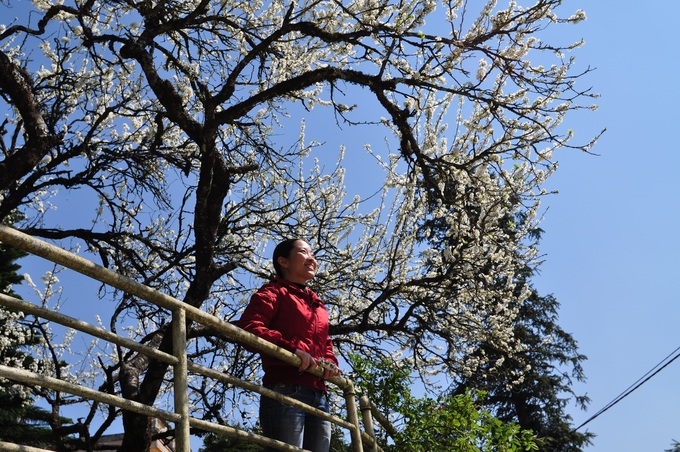 Plum blossoms cloak Bac Ha plateaux - 1