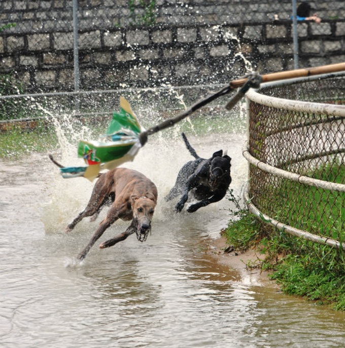 Dog racing entertains Vung Tau residents - 1 Dog racing entertains Vung Tau residents - 1