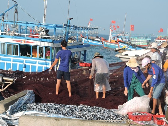 Sea gives up bumper Tet harvest for happy fishermen - 1