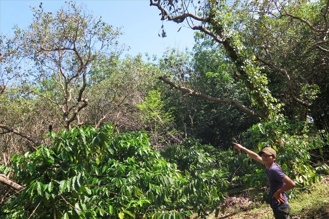 Official support leads to cashew crop crisis - 1
