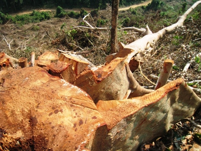 Weedkiller used to destroy forest, threatening local residents - 1