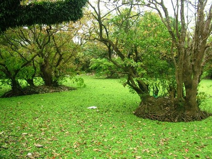Ancient Loc Vung forest of Quang Binh - 4 Ancient Loc Vung forest of Quang Binh - 4