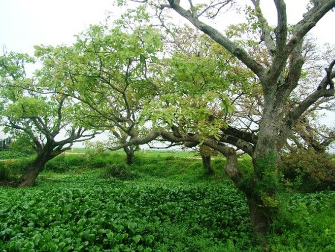 Ancient Loc Vung forest of Quang Binh - 9 Ancient Loc Vung forest of Quang Binh - 9