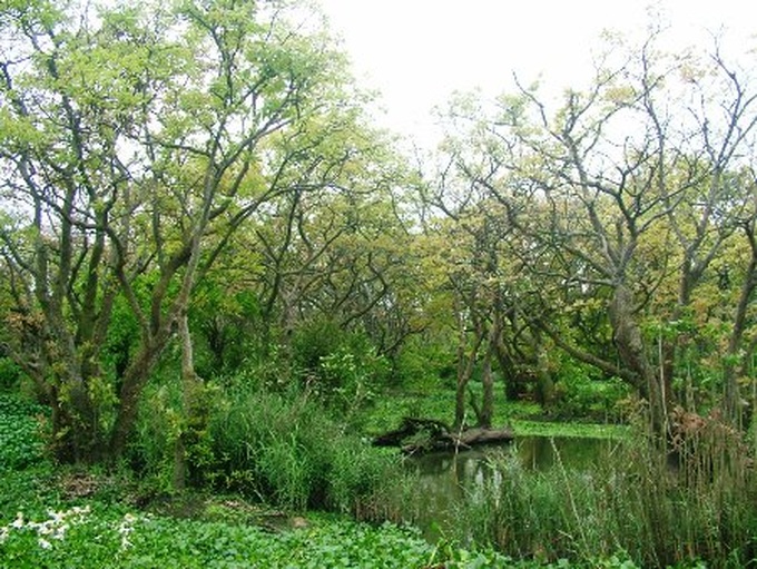 Ancient Loc Vung forest of Quang Binh - 10 Ancient Loc Vung forest of Quang Binh - 10
