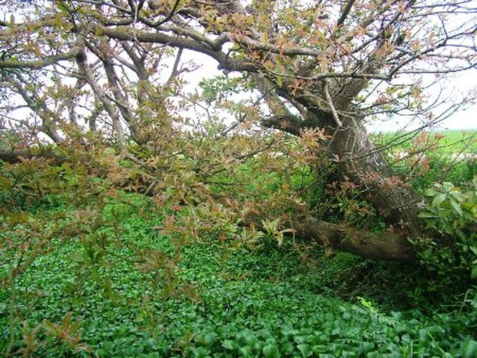 Ancient Loc Vung forest of Quang Binh - 11 Ancient Loc Vung forest of Quang Binh - 11