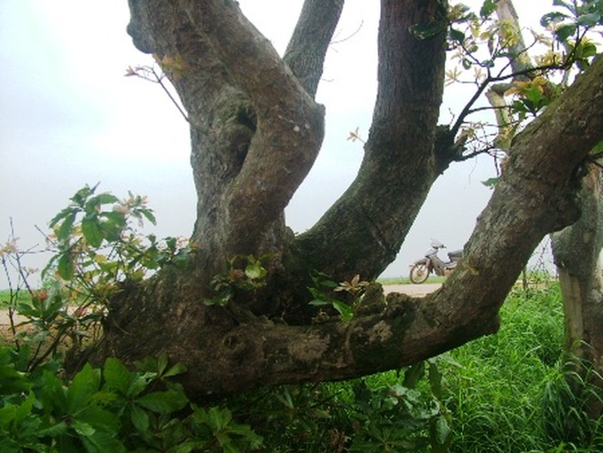 Ancient Loc Vung forest of Quang Binh - 8 Ancient Loc Vung forest of Quang Binh - 8