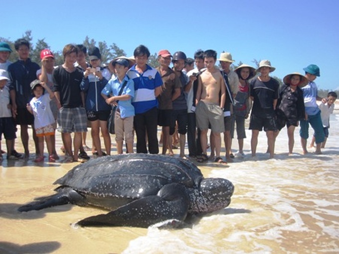 Endangered sea turtle released to the wild - 1
