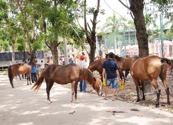 Dai Nam Race Course to open in Binh Duong - 2 Dai Nam Race Course to open in Binh Duong - 2