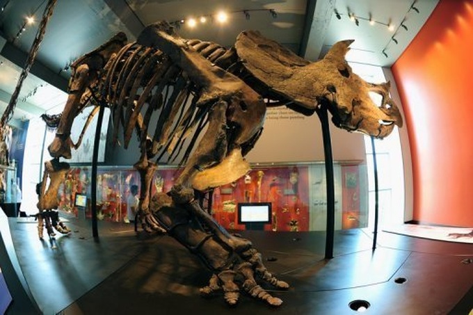 Weird fossil sheds light on dinosaurs' lost continent - 1