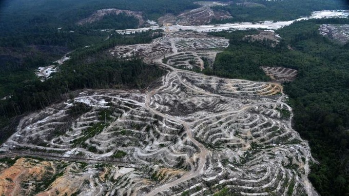 New study shows Indonesia's disastrous deforestation - 1