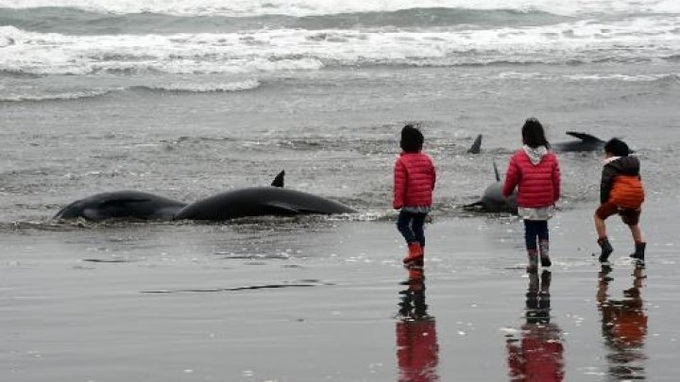 More than 130 dolphins beach in Japan - 1 More than 130 dolphins beach in Japan - 1