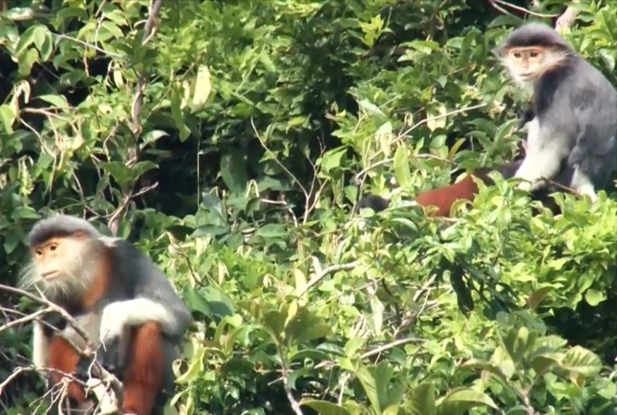 Southern white-cheeked gibbons spotted in Quang Binh province - 1